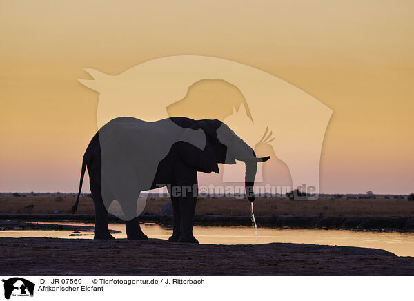 Afrikanischer Elefant / African Elephant / JR-07569