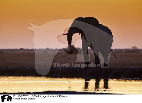 Afrikanischer Elefant / African Elephant / JR-07570