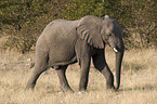 Elefant