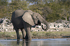 Elefant am Wasserloch