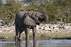 Elefant am Wasserloch