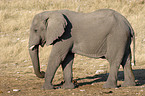 Afrikanischer Elefant