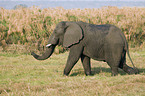 afrikanischer Elefant