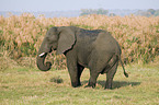 afrikanischer Elefant