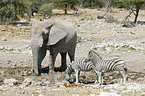 Afrikanischer Elefant und Zebras