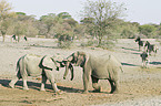 Afrikanische Elefanten und Zebras