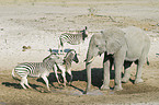 Afrikanischer Elefant und Zebras