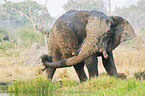 Afrikanischer Elefant beim Schlammbad