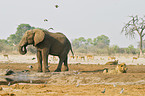 Afrikanischer Elefant und Lwen