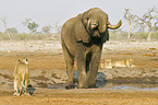 Afrikanischer Elefant und Lwen
