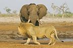 Afrikanischer Elefant und Lwe