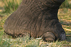 Elefantenfu
