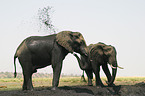 Afrikanische Elefanten beim Schlammbad