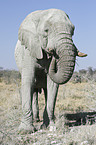 Afrikanischer Elefant