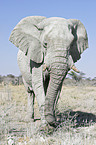 Afrikanischer Elefant