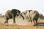 kmpfende Afrikanische Elefanten
