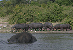 Afrikanischer Elefant und Flupferde