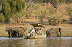 Afrikanische Elefanten und Touristen