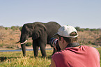 Afrikanischer Elefant und Tourist