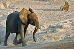 Afrikanischer Elefant und Steppenpavian