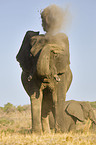 Afrikanischer Elefant beim Staubbad