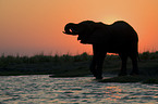 trinkender Afrikanischer Elefant
