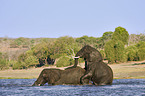 Afrikanische Elefanten bei der Paarung