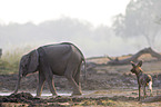 Afrikanischer Elefant und Wildhund
