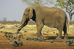 Afrikanischer Elefant und Warzenschweine