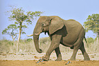 Afrikanischer Elefant