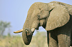 Afrikanischer Elefant