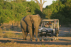 Afrikanischer Elefant und Touristenjeep