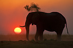 Afrikanischer Elefant beim Sandbad