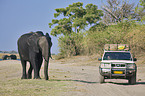 Afrikanischer Elefant und Jeep