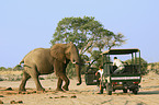 Afrikanischer Elefant und Touristen