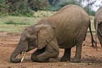 Afrikanischer Elefant