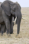 Afrikanischer Elefant