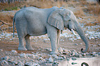 Afrikanischer Elefant