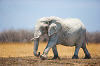 Afrikanischer Elefant