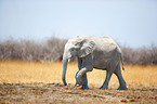 Afrikanischer Elefant