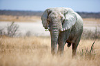 Afrikanischer Elefant