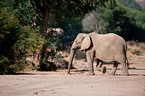Wstenelefant