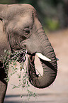 Wstenelefant
