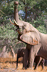 Wstenelefant