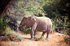 W�stenelefant