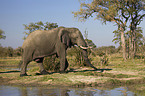 Afrikanischer Elefant