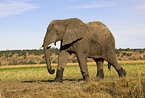 Afrikanischer Elefant
