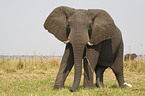 Afrikanischer Elefant