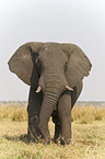 Afrikanischer Elefant