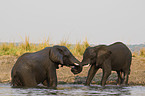 kmpfende Afrikanische Elefanten